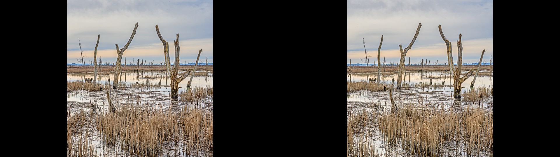 Tidal Estuary 3
